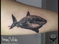 Shark  by Israel White  (Mr.White Tattoos)Ver video en blog